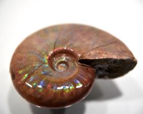 Ammonite Iridescent 5.1cm | Image 6