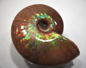 Ammonite Iridescent 5.1cm | Image 2