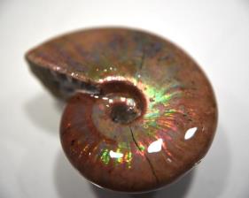 Ammonite Iridescent 5.1cm | Image 3