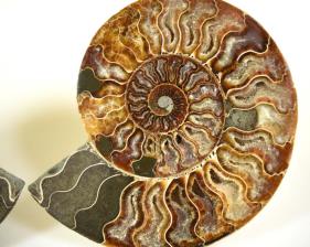 Ammonite Pair 18.1cm | Image 2