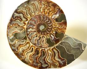 Ammonite Pair 18.1cm | Image 3