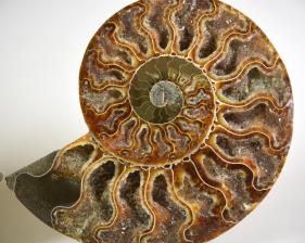 Ammonite Pair 15.7cm | Image 2