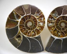 Ammonite Pair 6.6cm | Image 3
