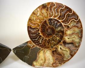 Ammonite Pair 15.5cm | Image 2