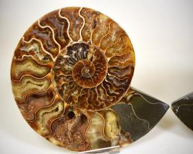 Ammonite Pair 15.5cm | Image 3