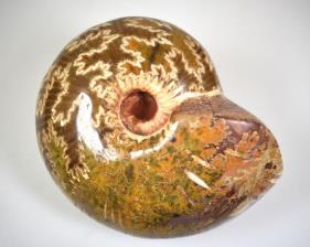 Ammonite Macrocephallites 10.7cm | Image 2