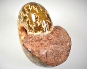 Ammonite Macrocephallites 10.7cm | Image 3