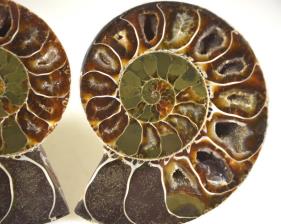 Ammonite Pair 8.9cm | Image 2