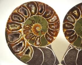 Ammonite Pair 8.9cm | Image 3