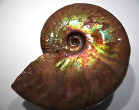Ammonite Iridescent 8.82cm | Image 2