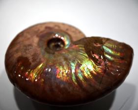 Ammonite Iridescent 8.82cm | Image 4