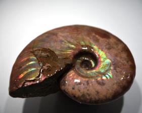 Ammonite Iridescent 8.82cm | Image 6