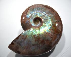 Ammonite Iridescent 6.92cm | Image 2