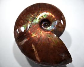 Ammonite Iridescent 6.92cm | Image 5
