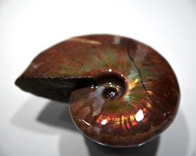 Ammonite Iridescent 6.92cm | Image 6