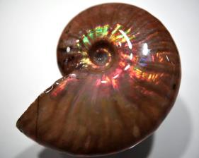 Ammonite Iridescent 5.72cm | Image 2