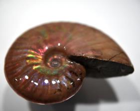 Ammonite Iridescent 5.72cm | Image 3