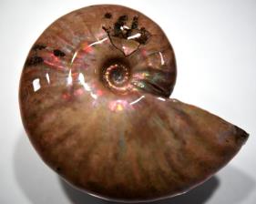 Ammonite Iridescent 5.72cm | Image 5