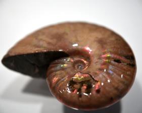 Ammonite Iridescent 5.72cm | Image 6