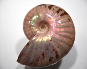 Ammonite Iridescent 4.5cm | Image 2