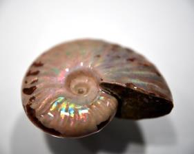 Ammonite Iridescent 4.5cm | Image 3