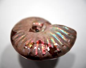 Ammonite Iridescent 4.5cm | Image 4
