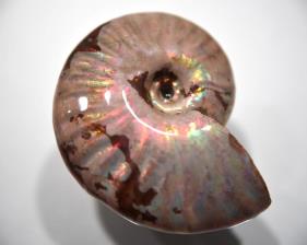 Ammonite Iridescent 4.5cm | Image 5