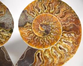 Ammonite Pair 11.1cm | Image 2