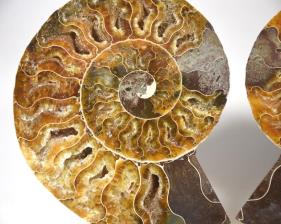 Ammonite Pair 11.1cm | Image 3
