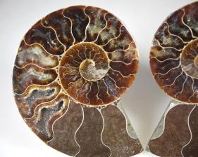 Ammonite Pair 9.2cm | Image 3