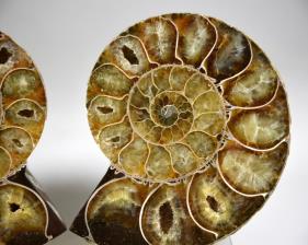 Ammonite Pair 9.6cm | Image 2