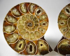 Ammonite Pair 9.6cm | Image 3