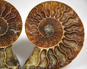 Ammonite Pair 9.8cm | Image 2