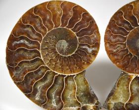 Ammonite Pair 9.8cm | Image 3