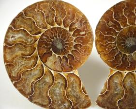 Ammonite Pair 8.9cm | Image 3