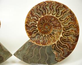 Ammonite Pair 17.2cm | Image 3