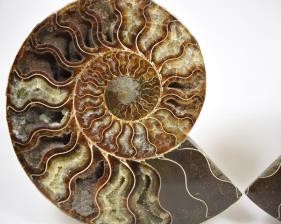 Ammonite Pair 17.5cm | Image 3