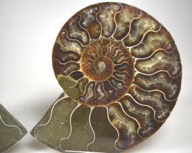 Ammonite Pair 14.1cm | Image 2