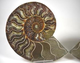 Ammonite Pair 14.1cm | Image 3