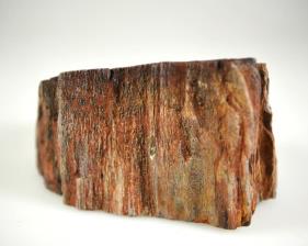 Fossilised Wood Branch bevel cut 7.1cm | Image 3