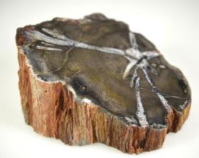 Fossilised Wood Branch bevel cut 7.1cm | Image 4