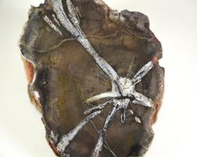 Fossilised Wood Branch bevel cut 7.1cm | Image 5
