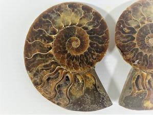 Ammonite Pair 8.7cm | Image 2