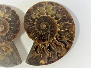 Ammonite Pair 8.7cm | Image 3