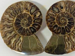 Ammonite Pair 6.6cm | Image 3
