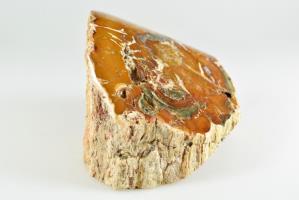 Fossilised Wood Branch bevel cut 10.1cm | Image 3