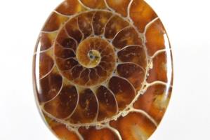 Ammonite Cabochon 3.95cm | Image 2