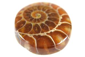 Ammonite Cabochon 3.95cm | Image 3