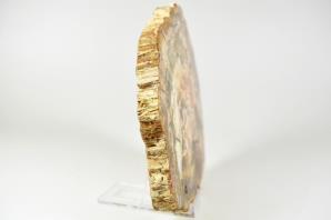 Fossilised Wood Slice 14.7cm | Image 3
