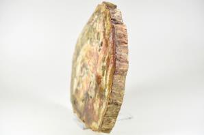 Fossilised Wood Slice 14.7cm | Image 4